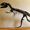 Museo di Storia Naturale